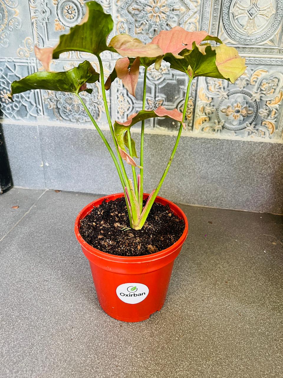 Pink Syngonium Plant