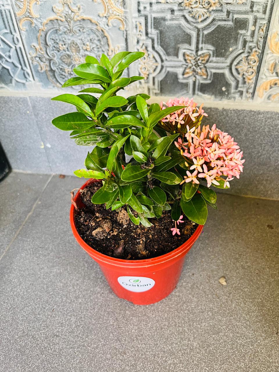 Chinese Ixora Pink Plant
