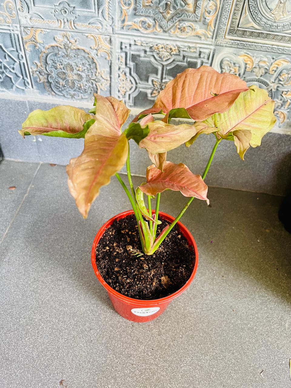 Pink Syngonium Plant