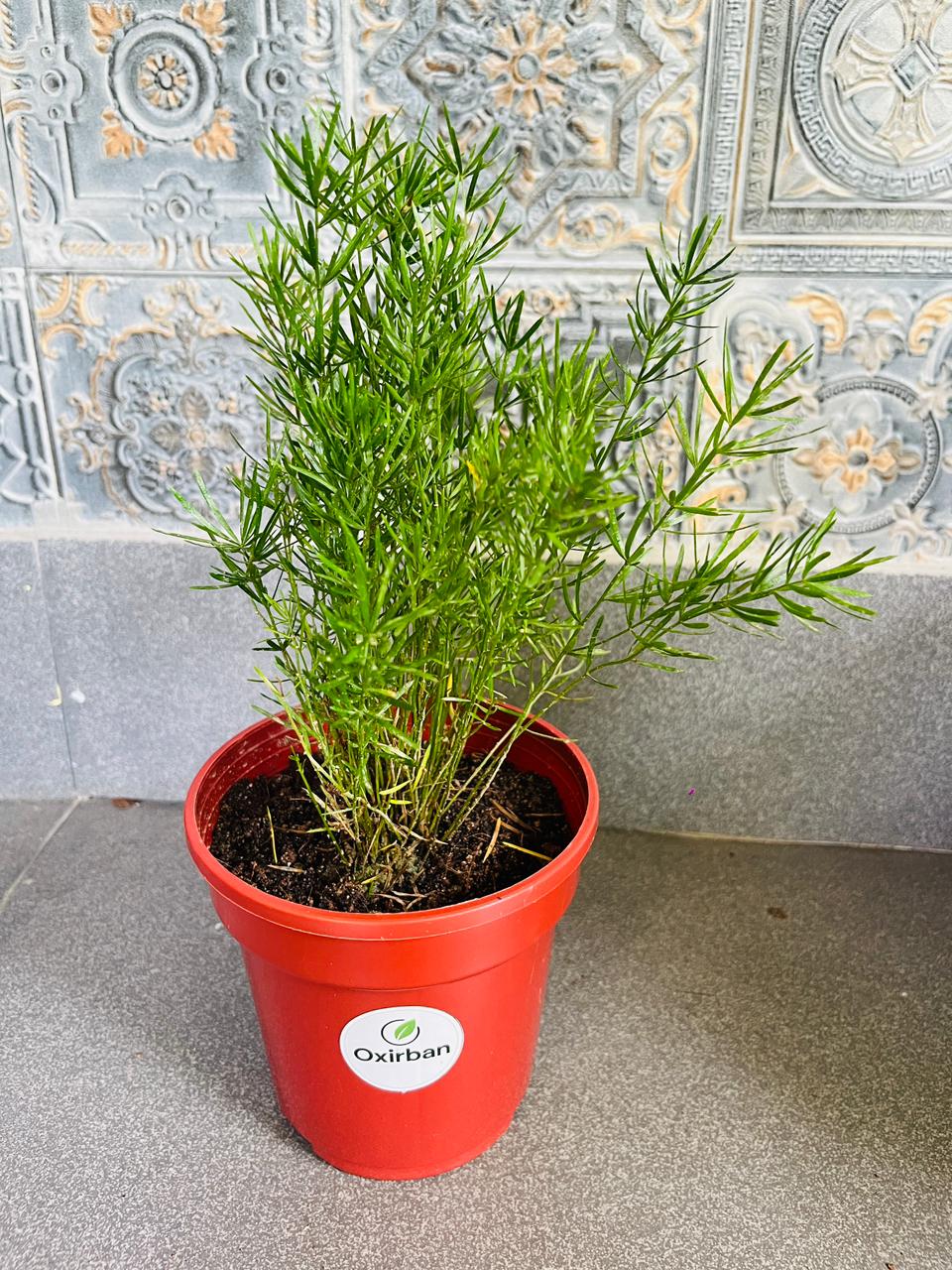 Aspara Pinjory Plant