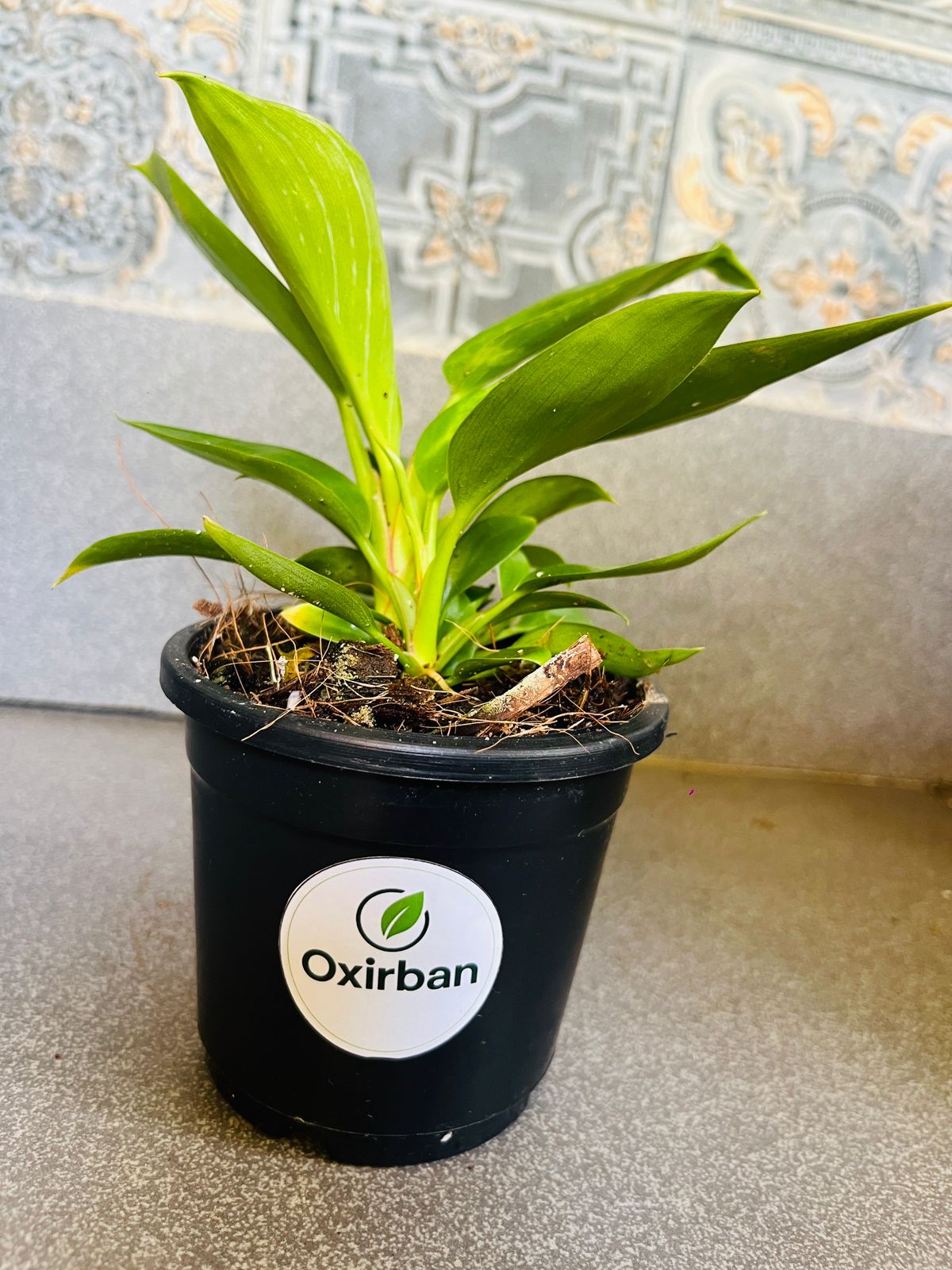 Philodendron Birkin Plant