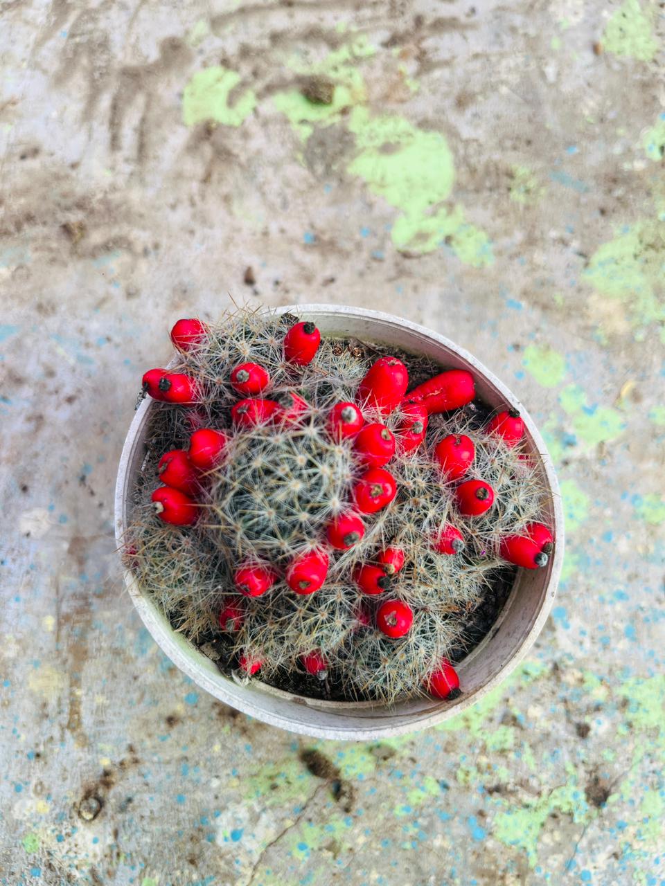 Texas Nipple Cactus Succulent Plant (Mammillaria prolifera)