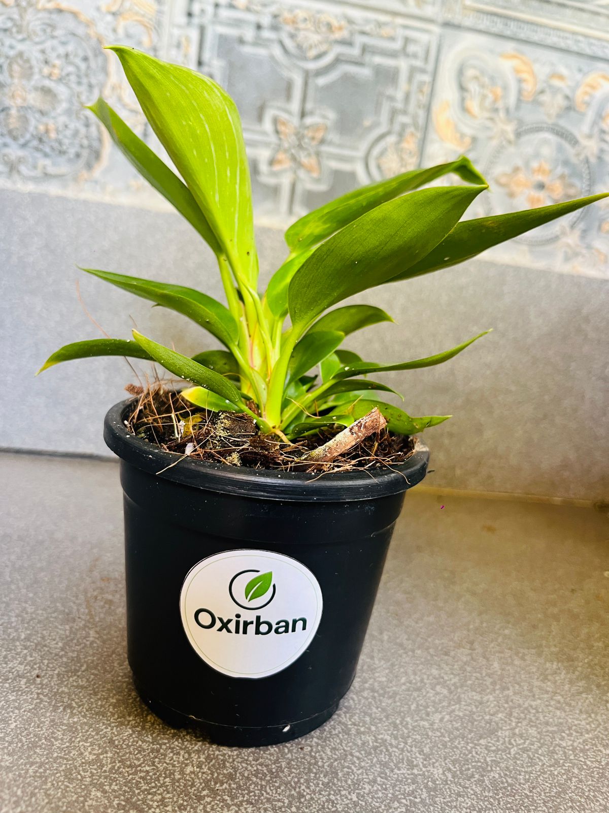 Philodendron Birkin Plant