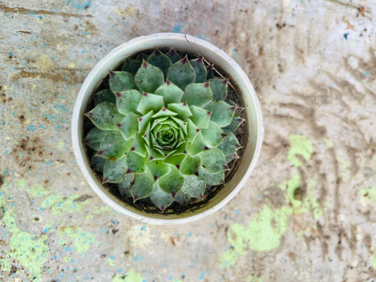 Echeveria Blue Sky Succulent Plant
