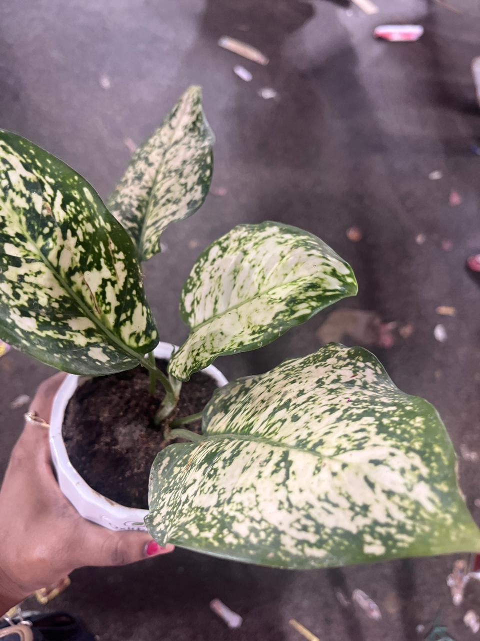 Anjuman White Agloanema Plant – Oxirban