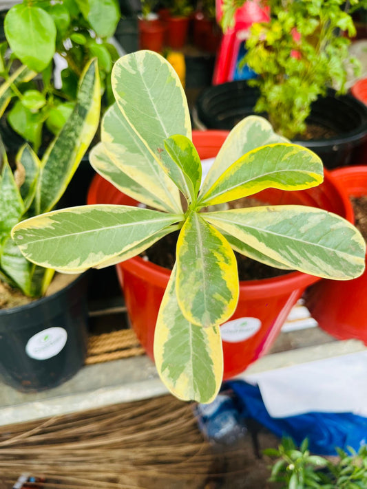 Grafted Adenium Plant Dubble Patel