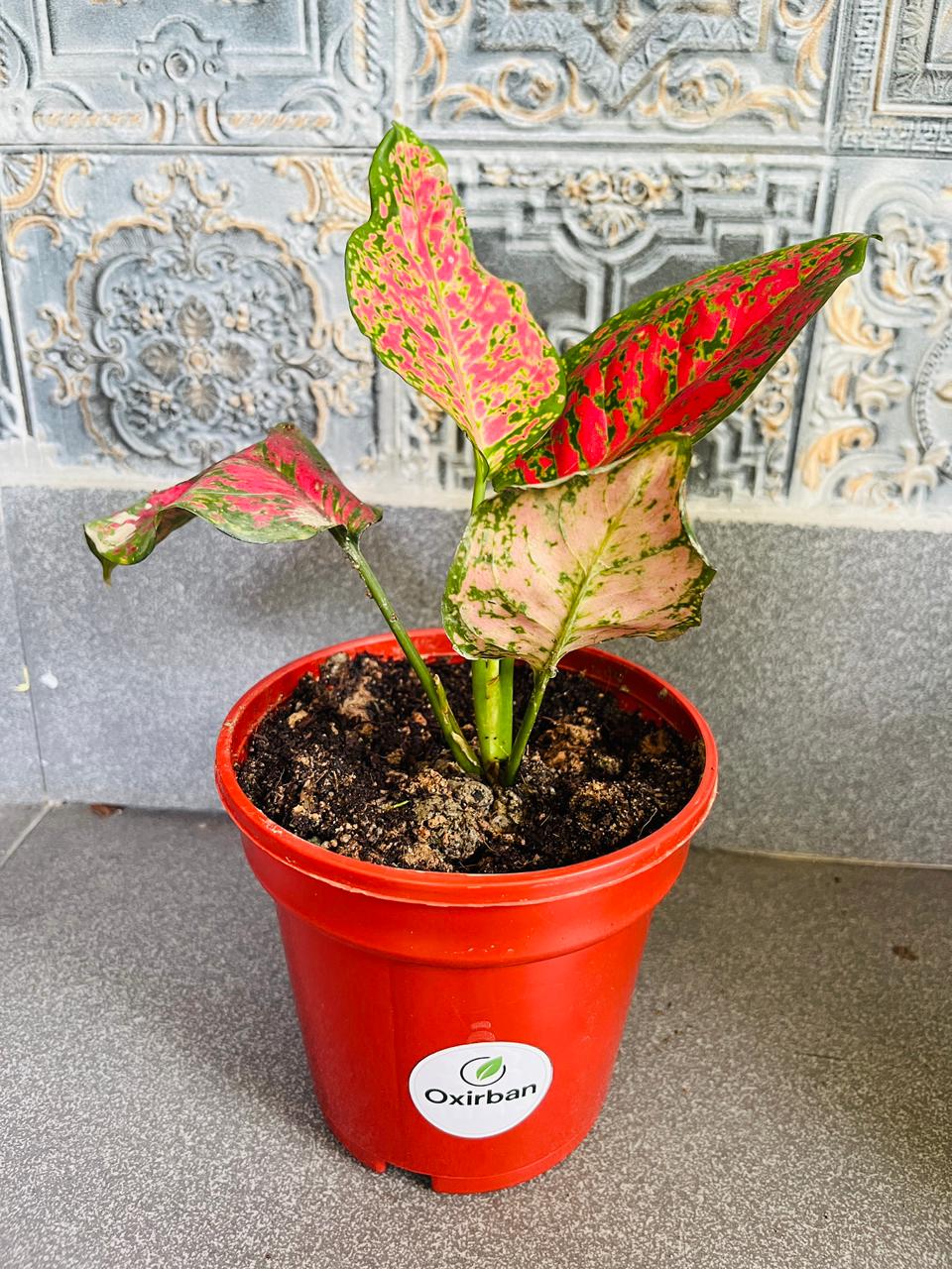 Red Valentine Aglonima Plant