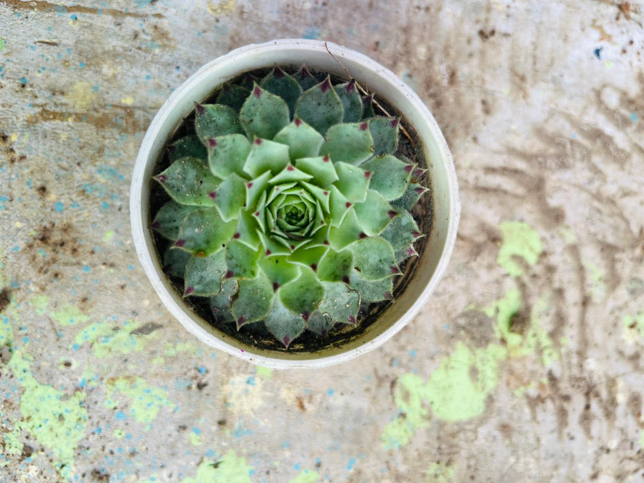 Echeveria Blue Sky Succulent Plant