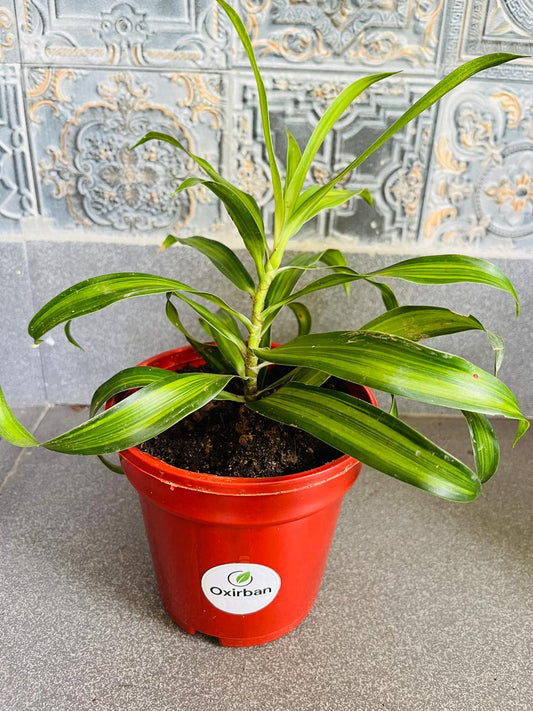 Messengers Plant
