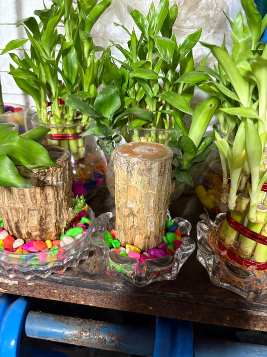 Brazilian Lucky Wood Plant