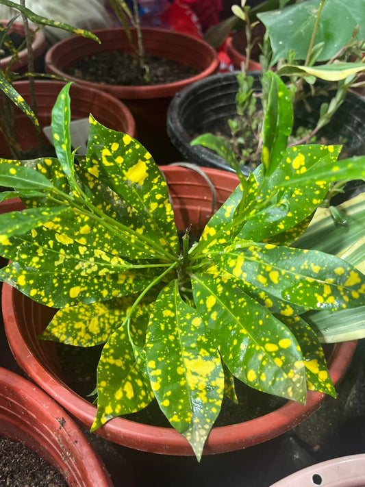 Gold Dust Croton Plant (Codiaeum Variegatum)