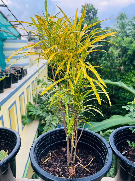 Thin Leaves Croton Plant
