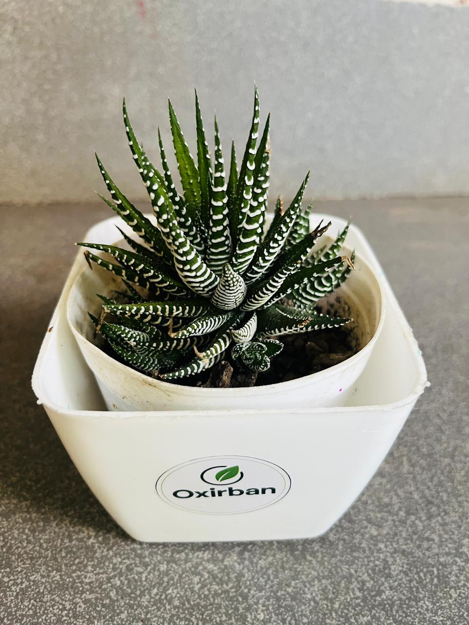 Haworthia Succulent Plant (Zebra Plant/Zebra Cactus)