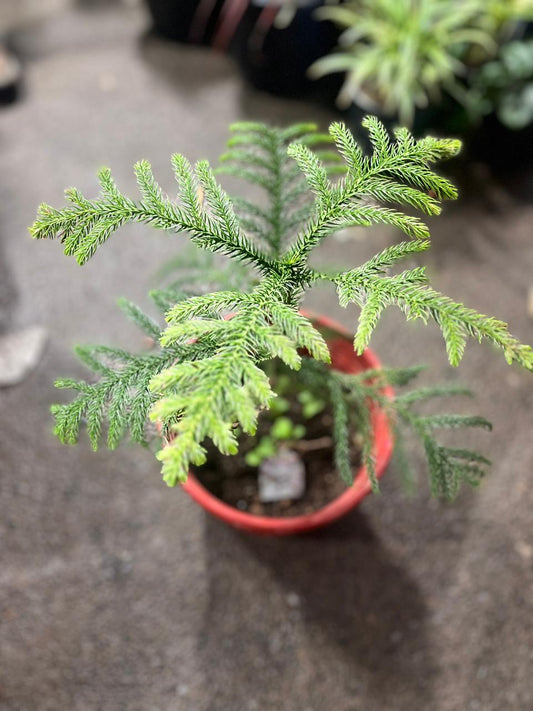 Christmas Tree Plant