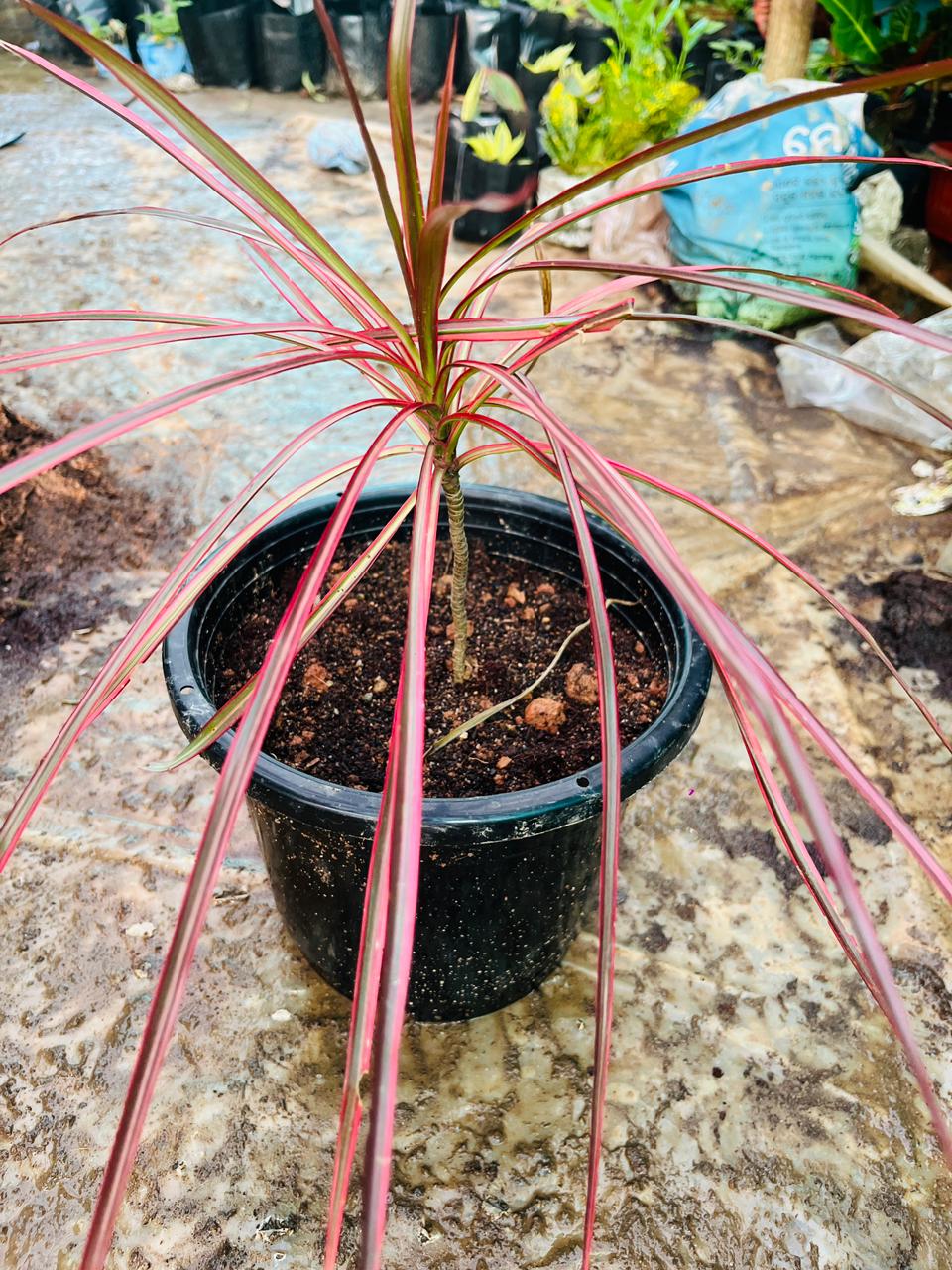 Coloroma Plant