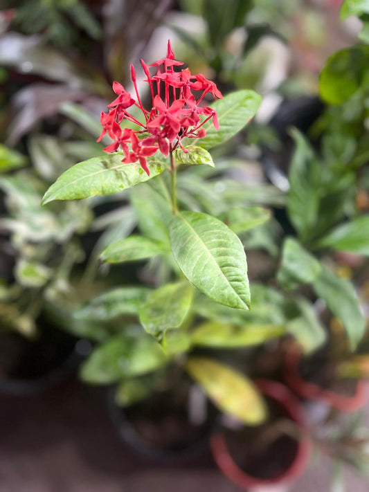 Desi Ixora Red Plant