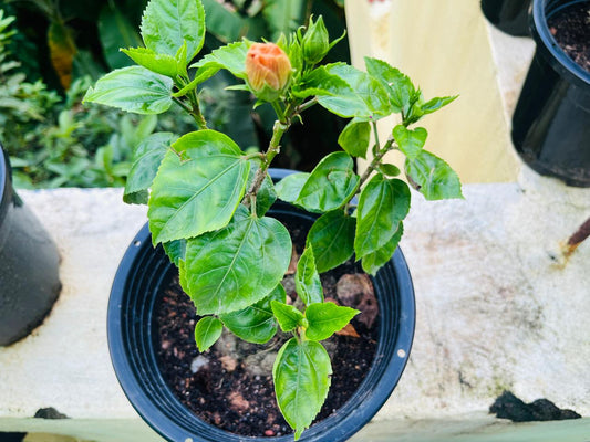 Hibiscus Flower Plant