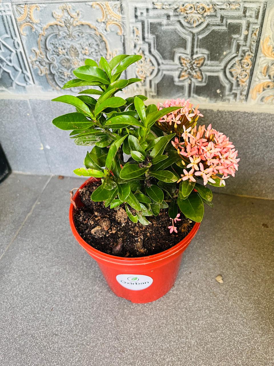 Chinese Ixora Pink Plant