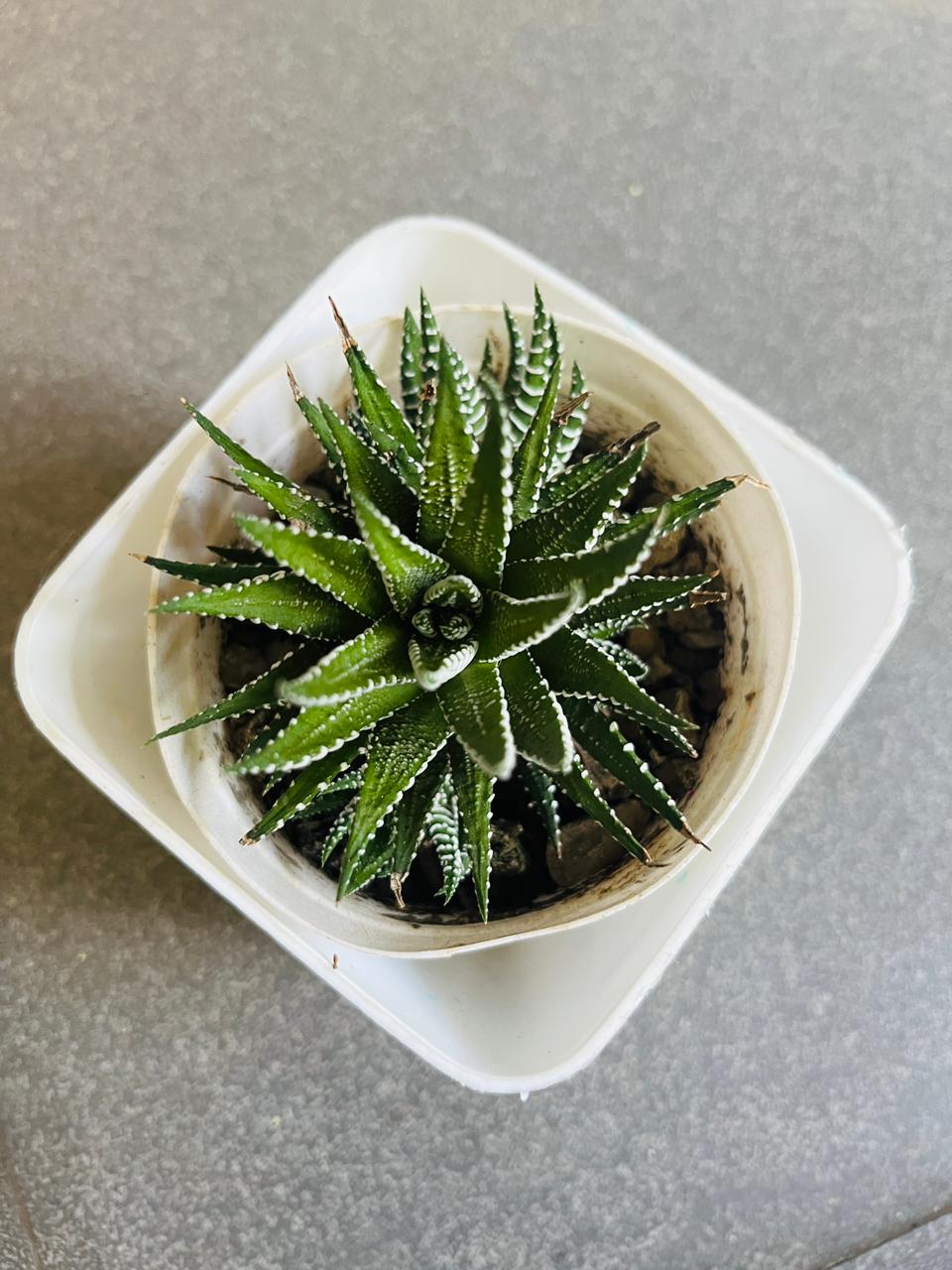 Haworthia Succulent Plant (Zebra Plant/Zebra Cactus)