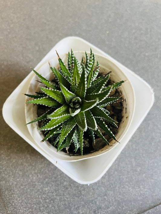 Haworthia Succulent Plant (Zebra Plant/Zebra Cactus)