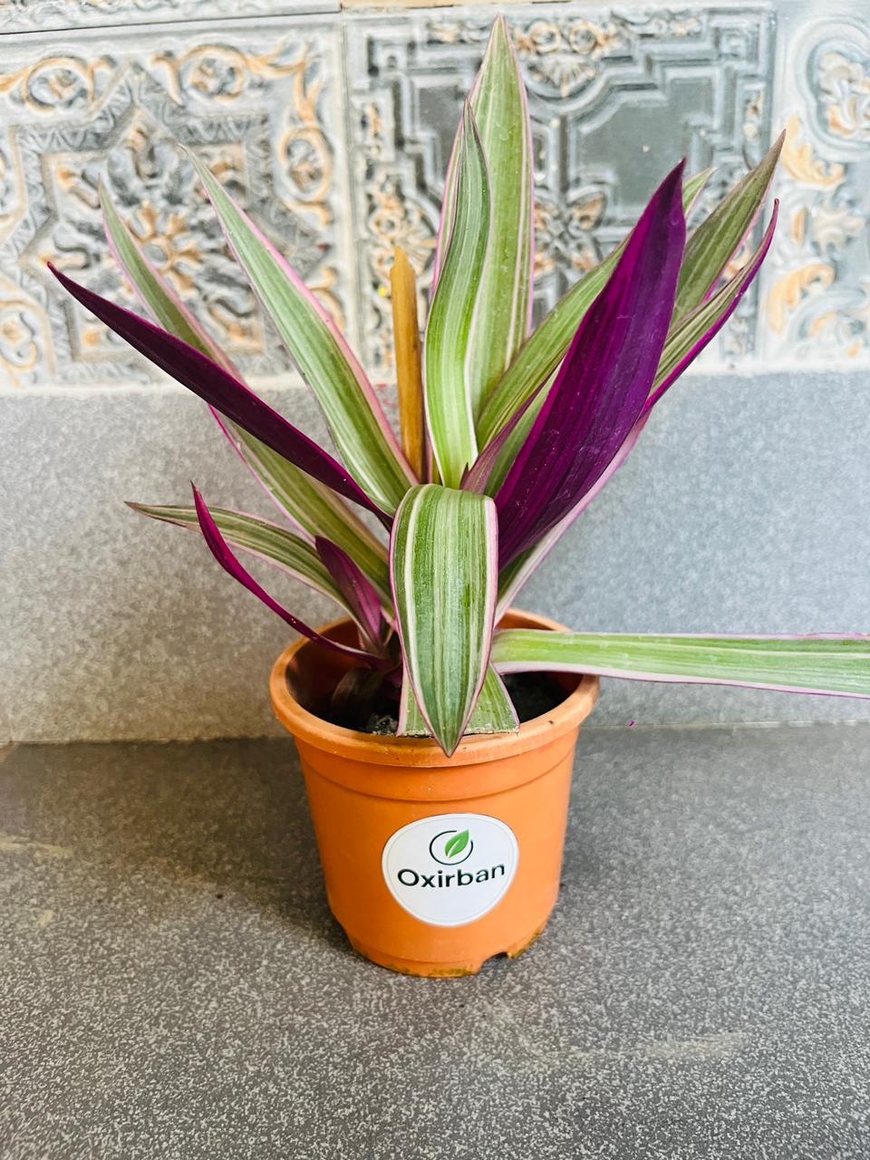 Spider Wood Plant
