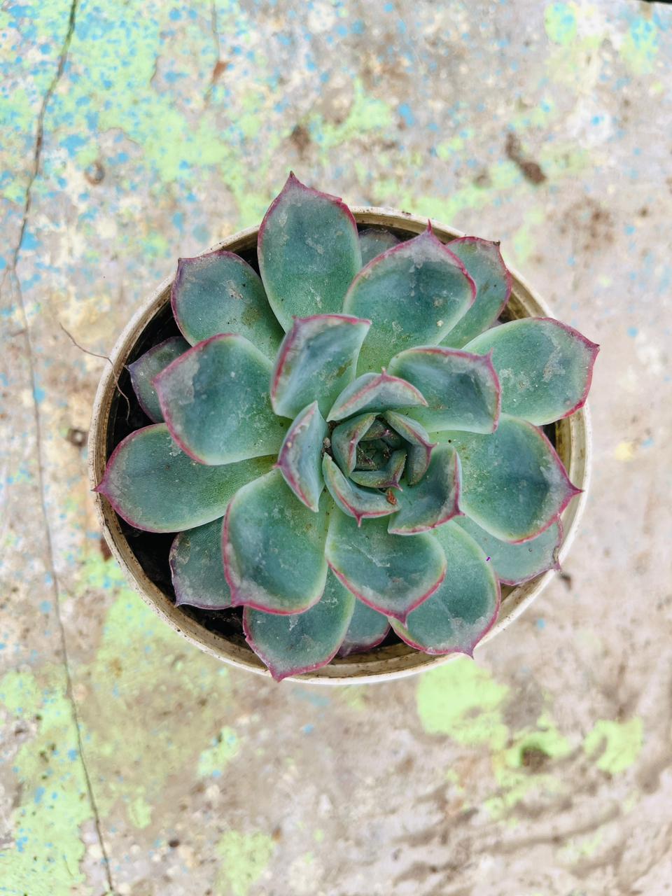 Echeveria Blue Sky Succulent Plant