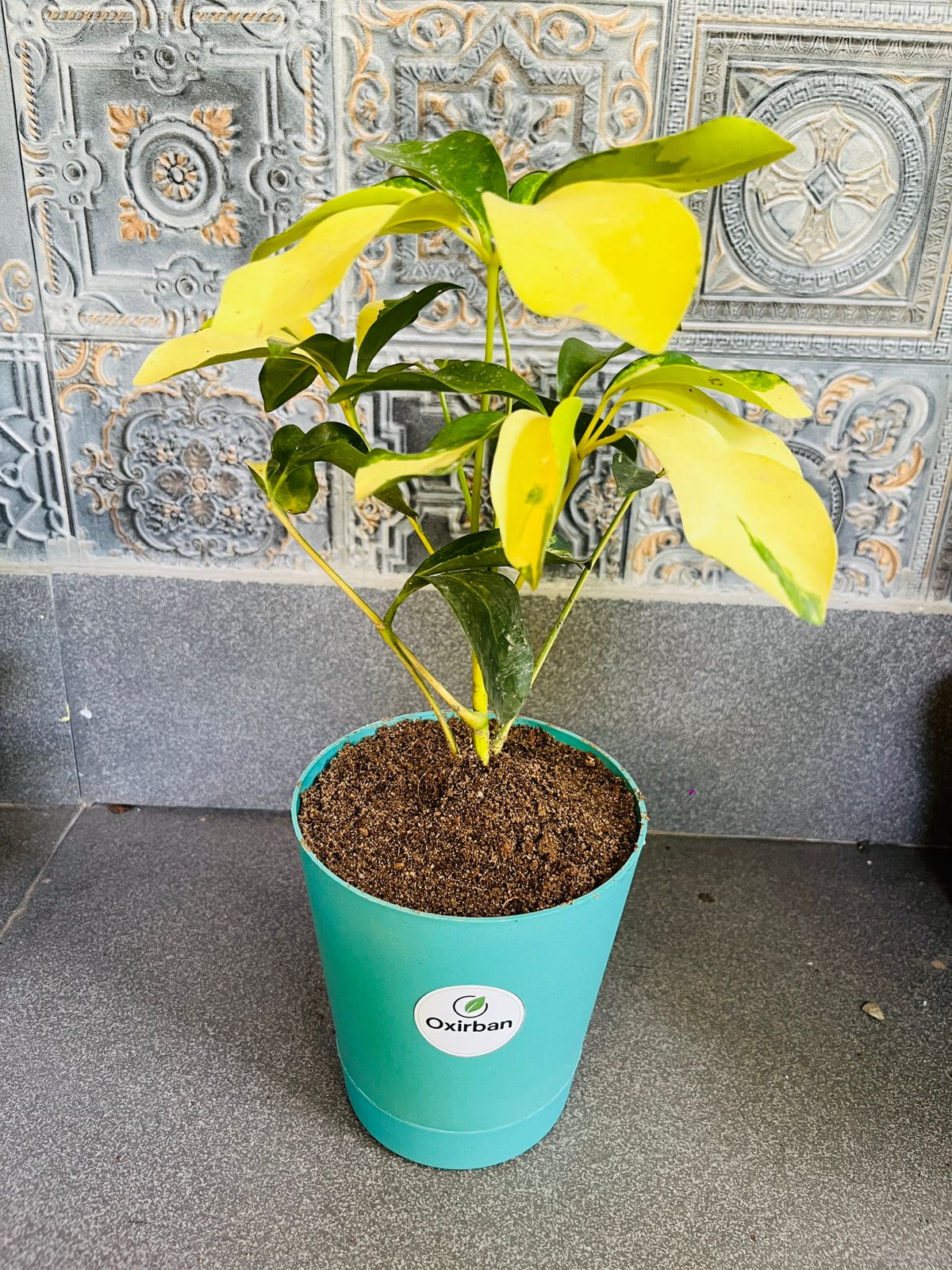 Schffelera plant