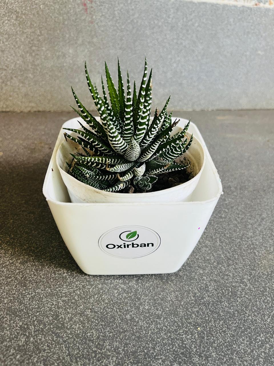Haworthia Succulent Plant (Zebra Plant/Zebra Cactus)