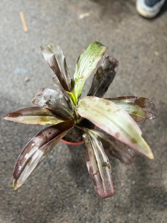 Dracina Mahatma Plant