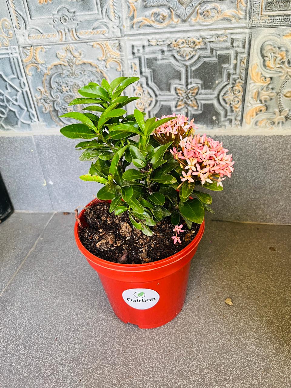 Chinese Ixora Pink Plant