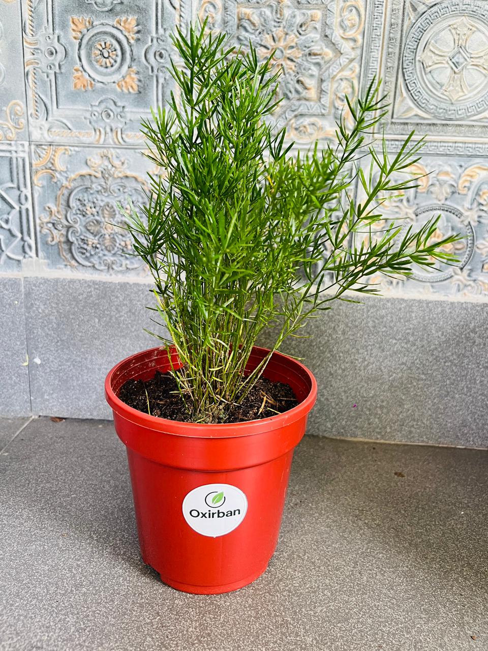 Aspara Pinjory Plant