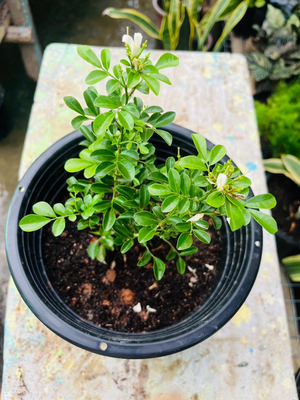 Madhu Kamini Flower Plant