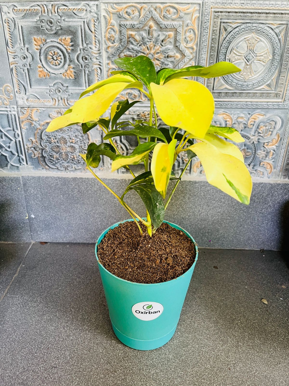 Schffelera plant