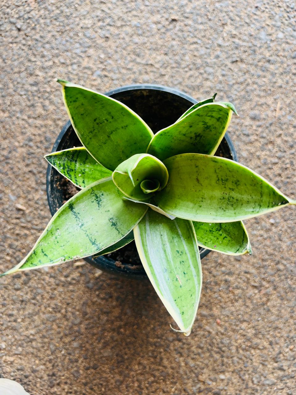 Silver Snake Plant