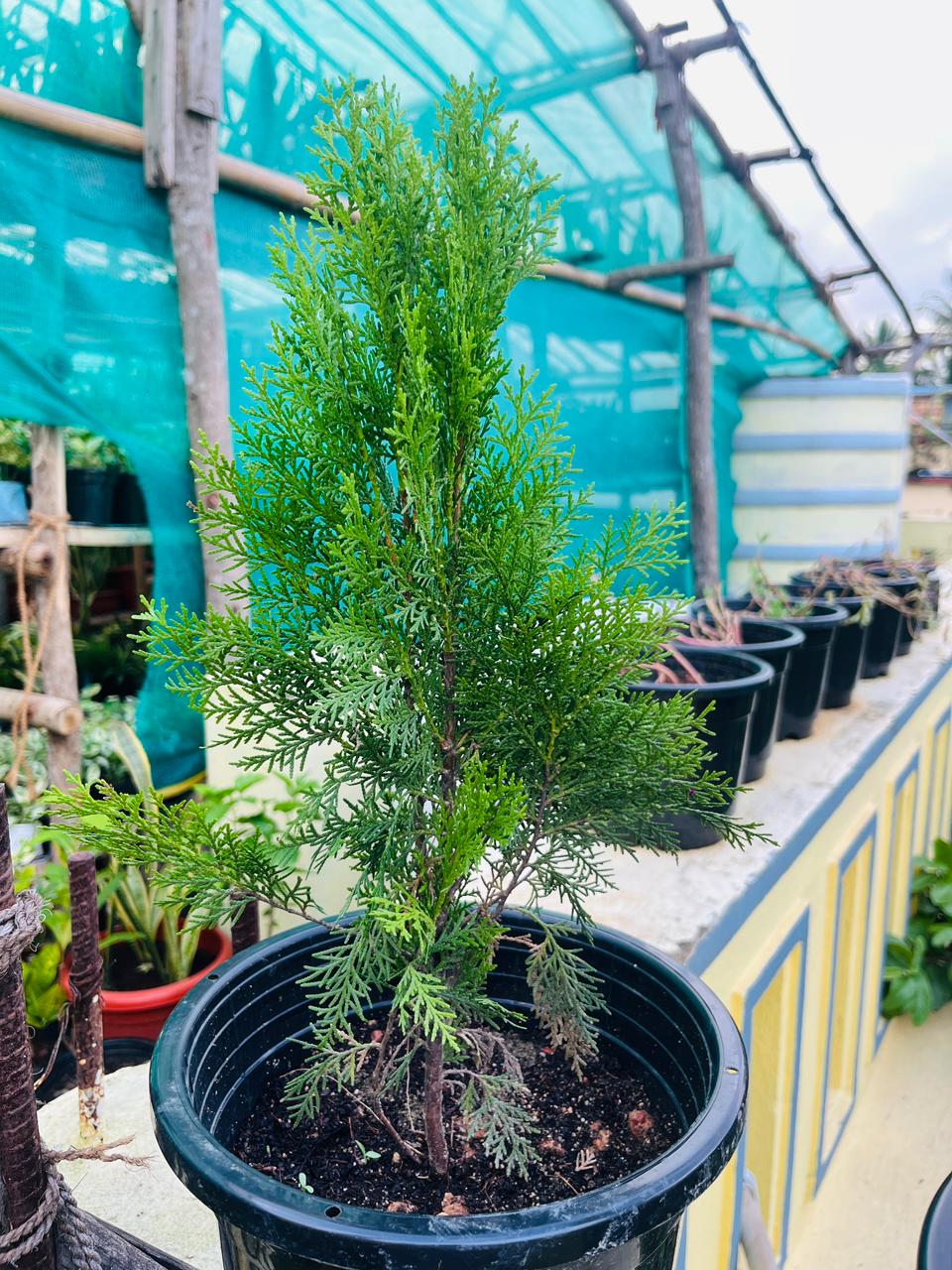 Jhou Plant