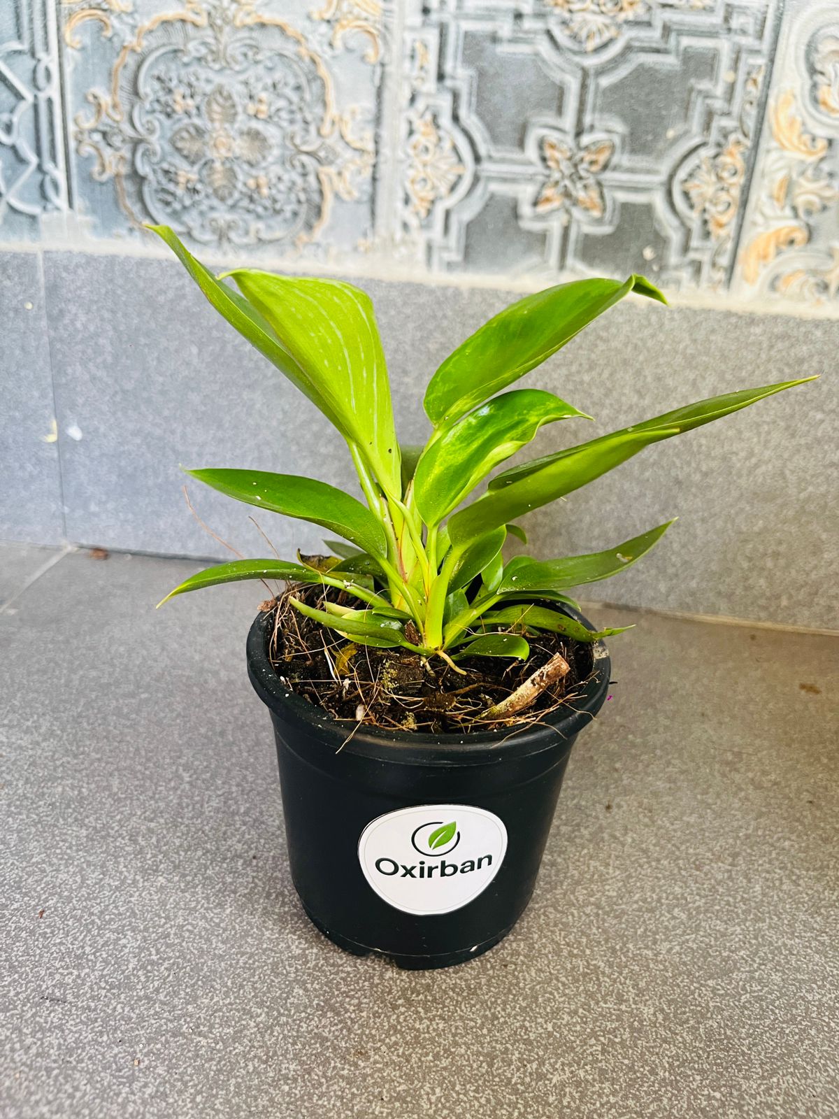Philodendron Birkin Plant