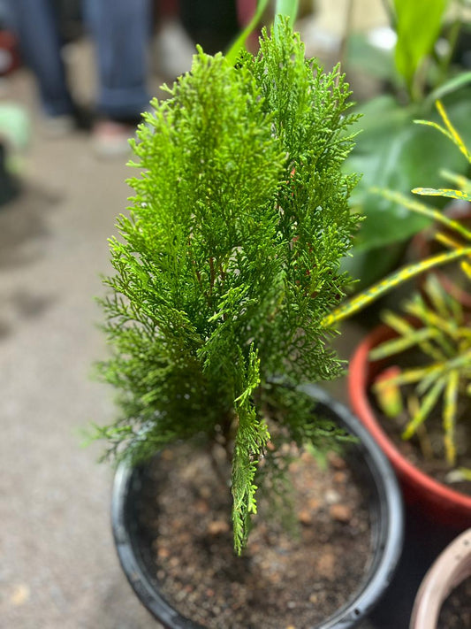 Jhou Plant