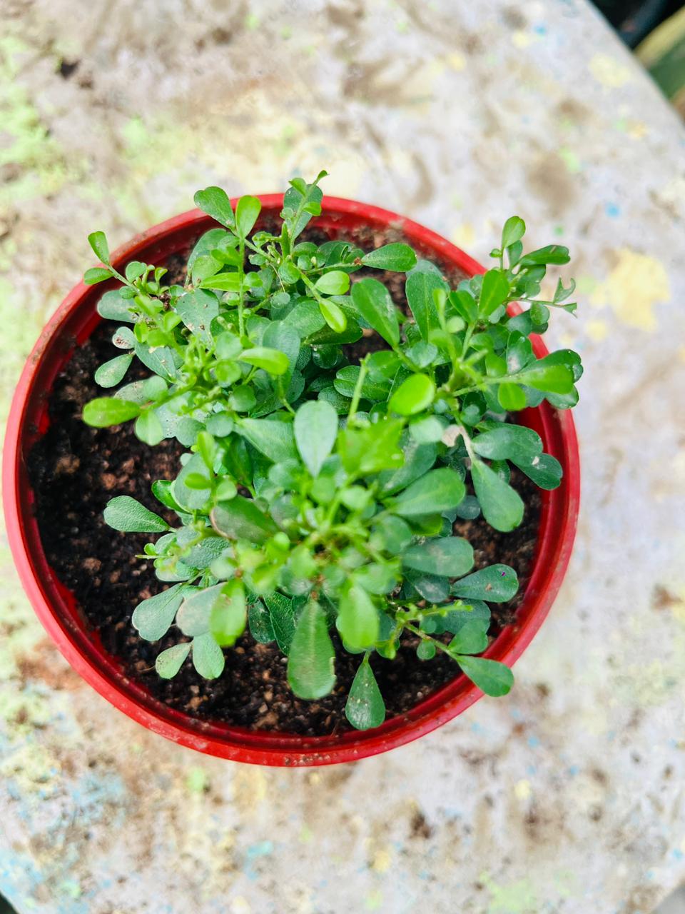 Madhu Kamini Flower Plant