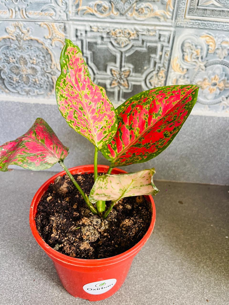 Red Valentine Aglonima Plant