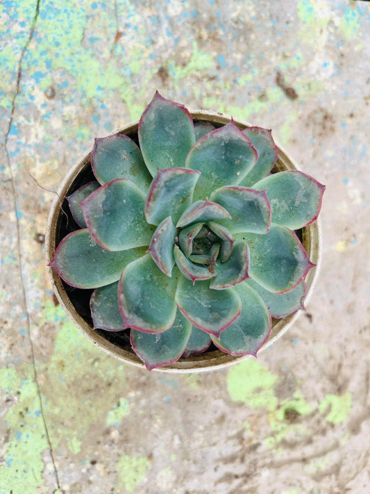 Echeveria Blue Sky Succulent Plant