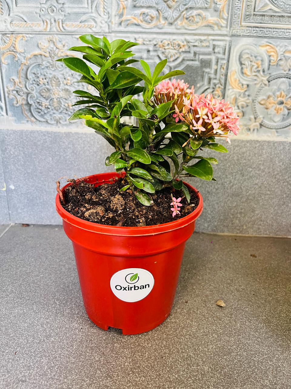 Chinese Ixora Pink Plant