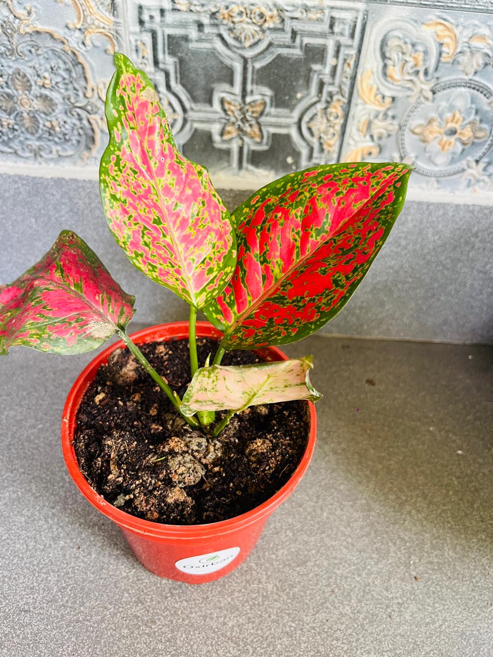 Red Valentine Aglonima Plant