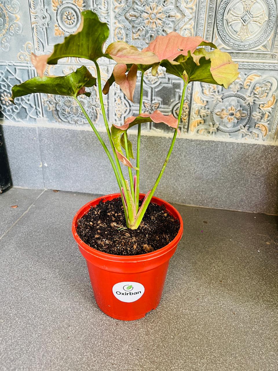 Pink Syngonium Plant