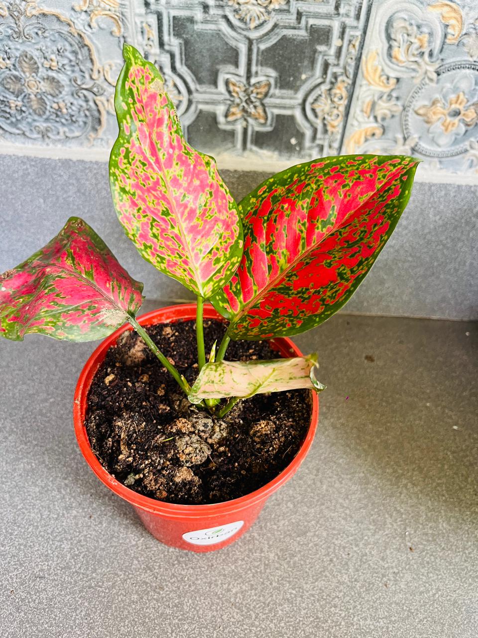 Red Valentine Aglonima Plant