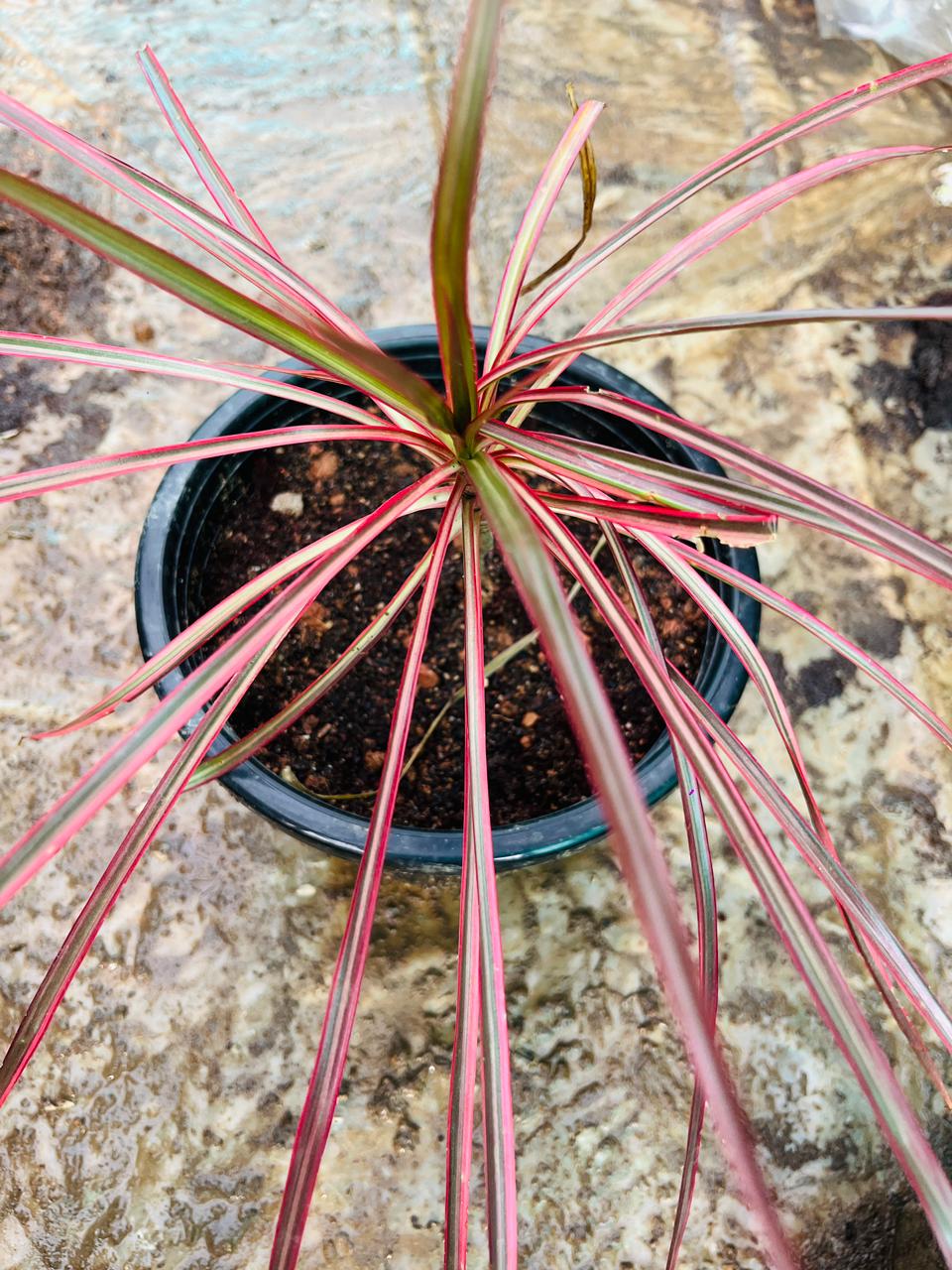 Coloroma Plant