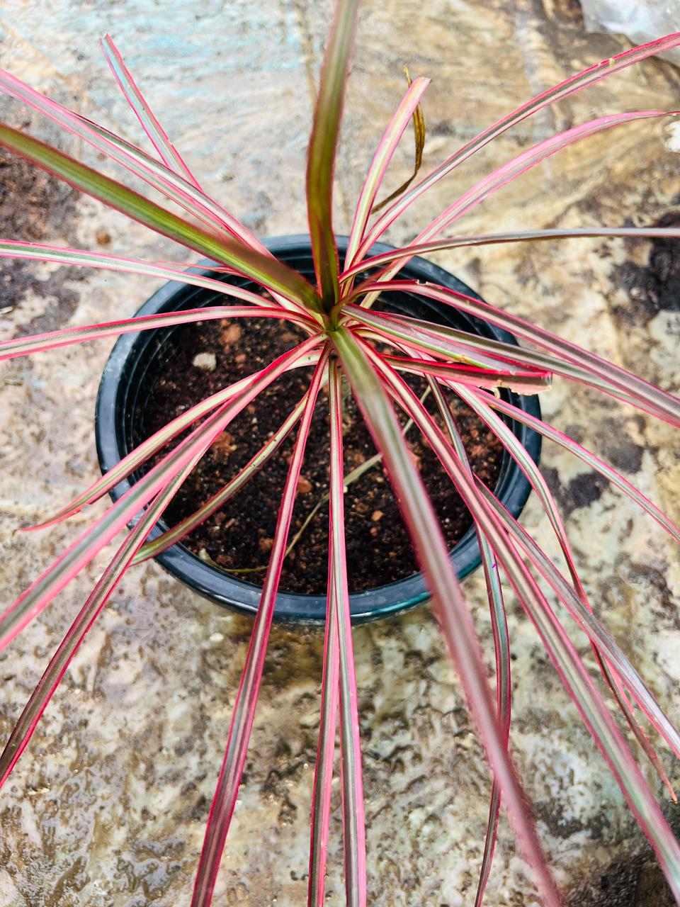 Coloroma Plant
