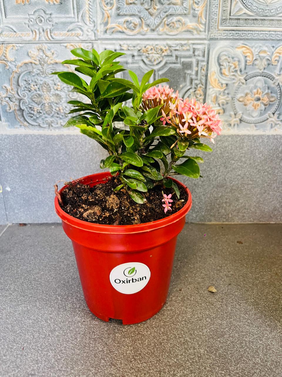 Chinese Ixora Pink Plant