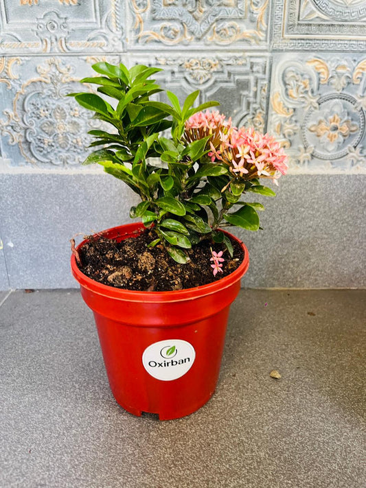 Chinese Ixora Pink Plant