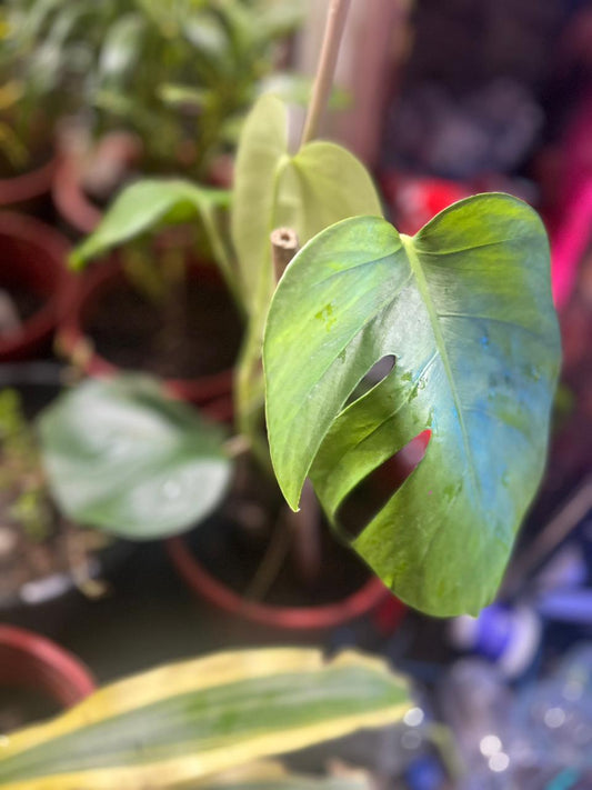 Mini Monstera/Monstera Minima Plant (Rhaphidophora Tetrasperma)