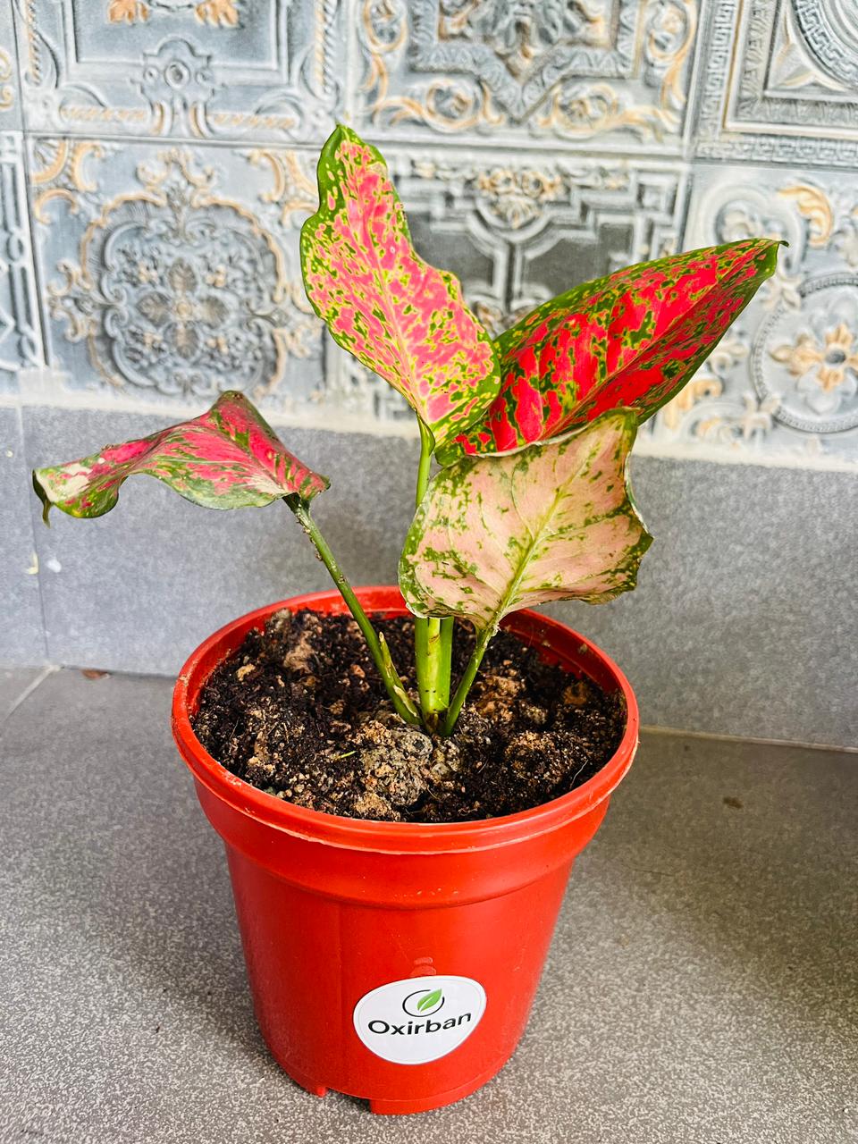 Red Valentine Aglonima Plant